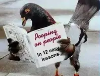bird_poop2.webp
