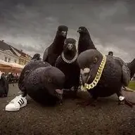 STAM Beats