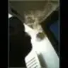 Preciseyung1