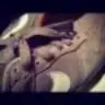 YoungDev23