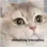 BassKitten
