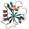 scintor