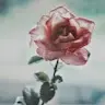 ZERPENT OF GOD