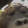 deankale